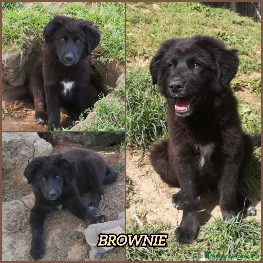 Meticcio cani in regalo: BROWNIE MIX BORDER COLLIE/MAREMMANO  a Provincia di Varese - Annuncio 2