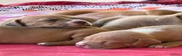 Pitbull cani in vendita: Vendesi cuccioli American Pitbull Terrier  a Città metropolitana di Palermo - Annuncio 18