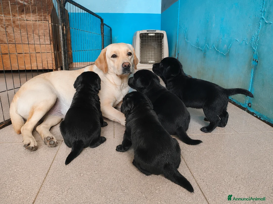 Labrador cani in vendita: Cuccioli neri di Labrador Retriever - Annuncio 2