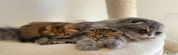 Scottish gatti in vendita: Scottish fold&straihgt - Annuncio 9