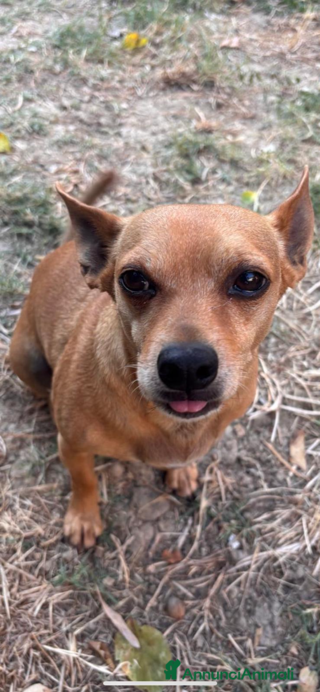Meticcio cani in regalo: Cerchiamo famiglia affettuosa - Immagine 2