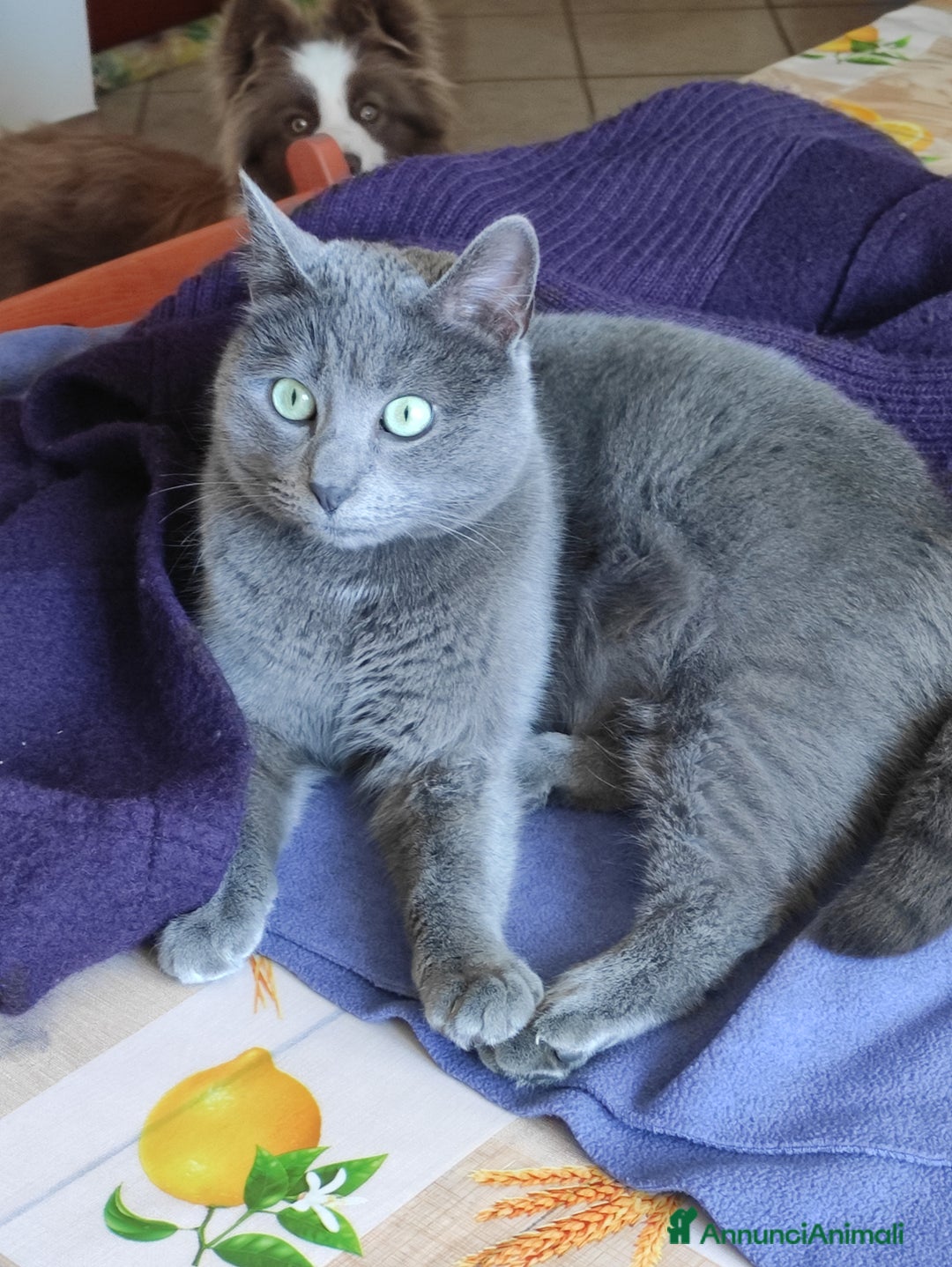 Immagine della galleria {{count}}