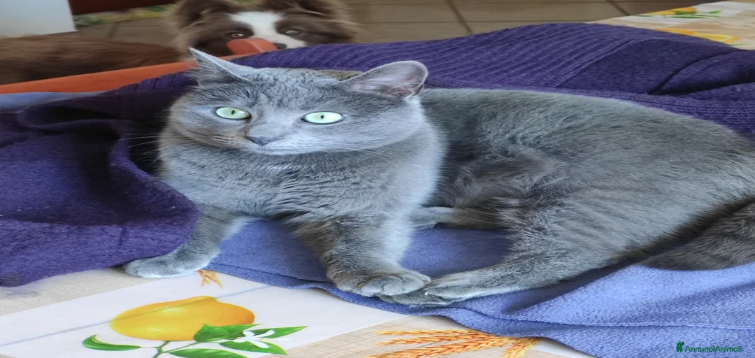 Immagine della galleria {{count}}