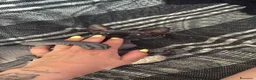 Sphynx gatti in vendita: Cuccioli di Sphynx a Provincia di Cuneo - Annuncio 4
