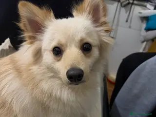 Volpino Italiano cani Si vende un volpino italiano - Annuncio 1