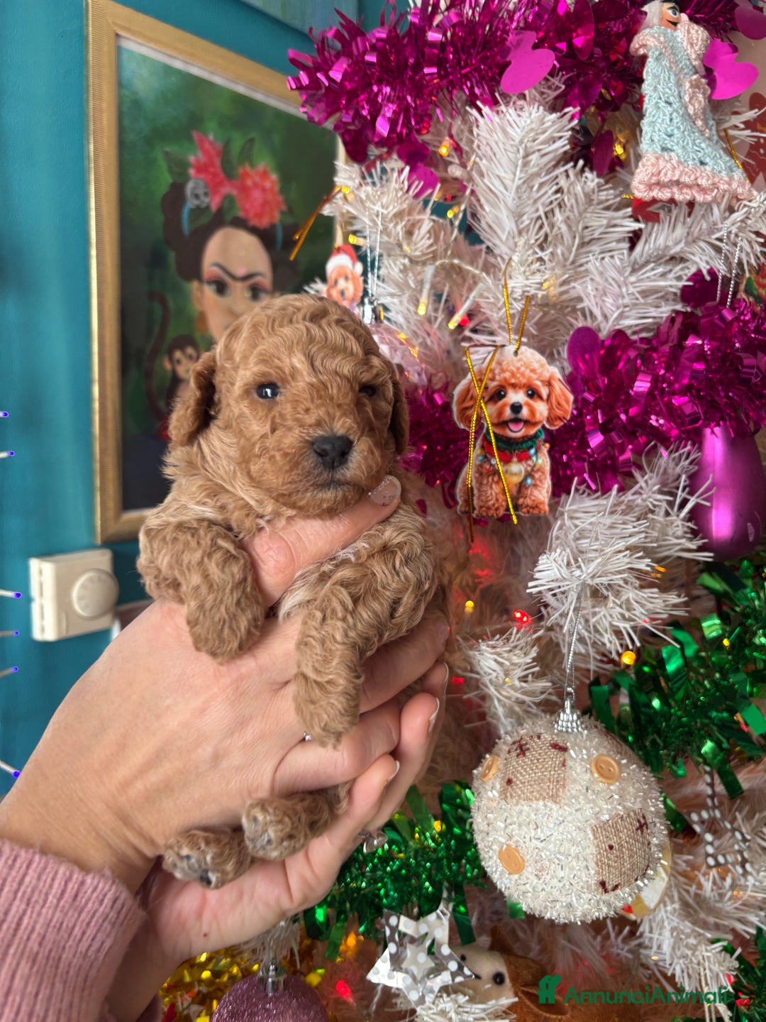 Barboncino Toy cani in vendita: Barboncino Toy  - Annuncio 4