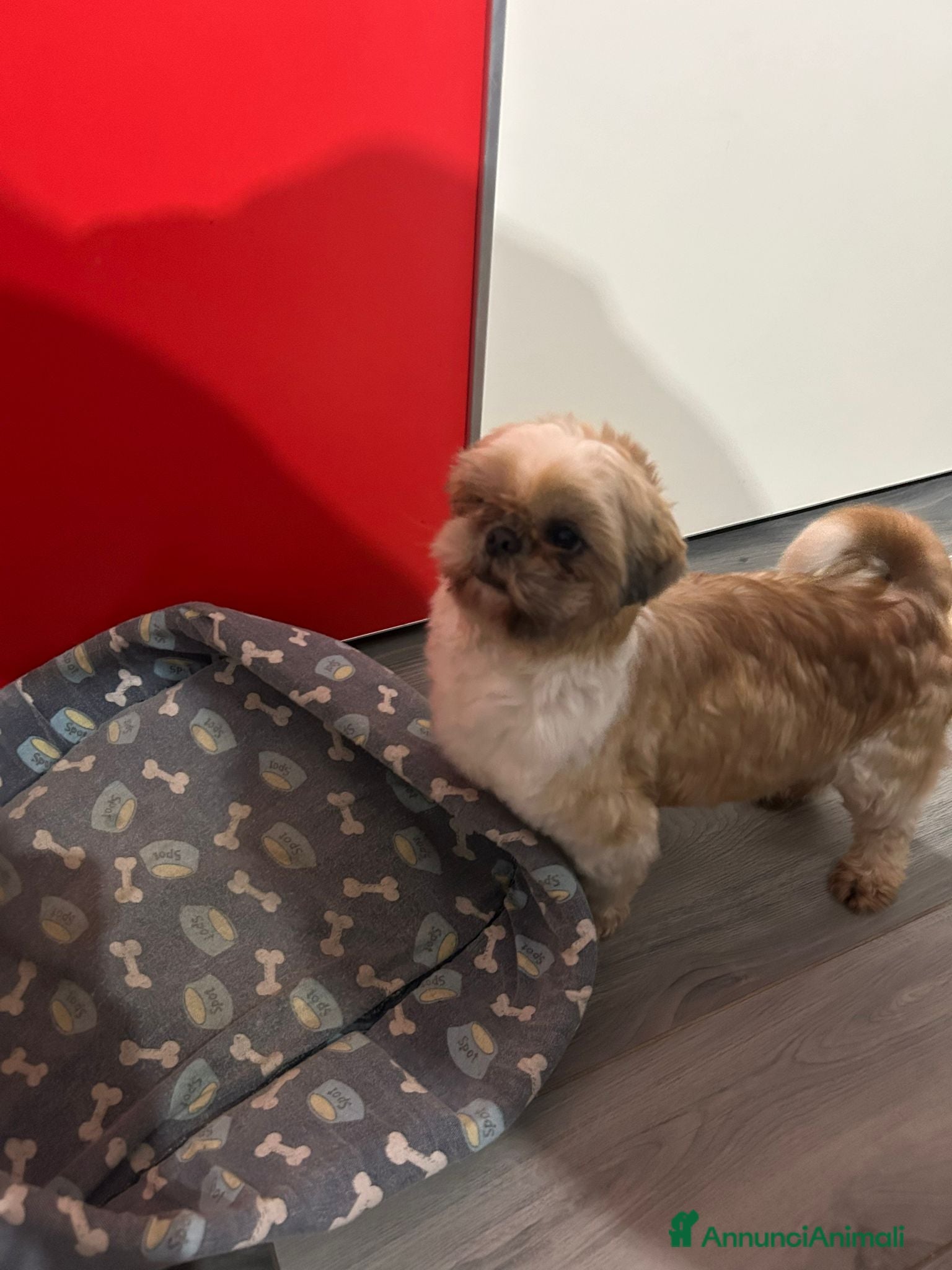 Meticcio cani Schitzu femmina con pedigree ENCI  - Annuncio 1