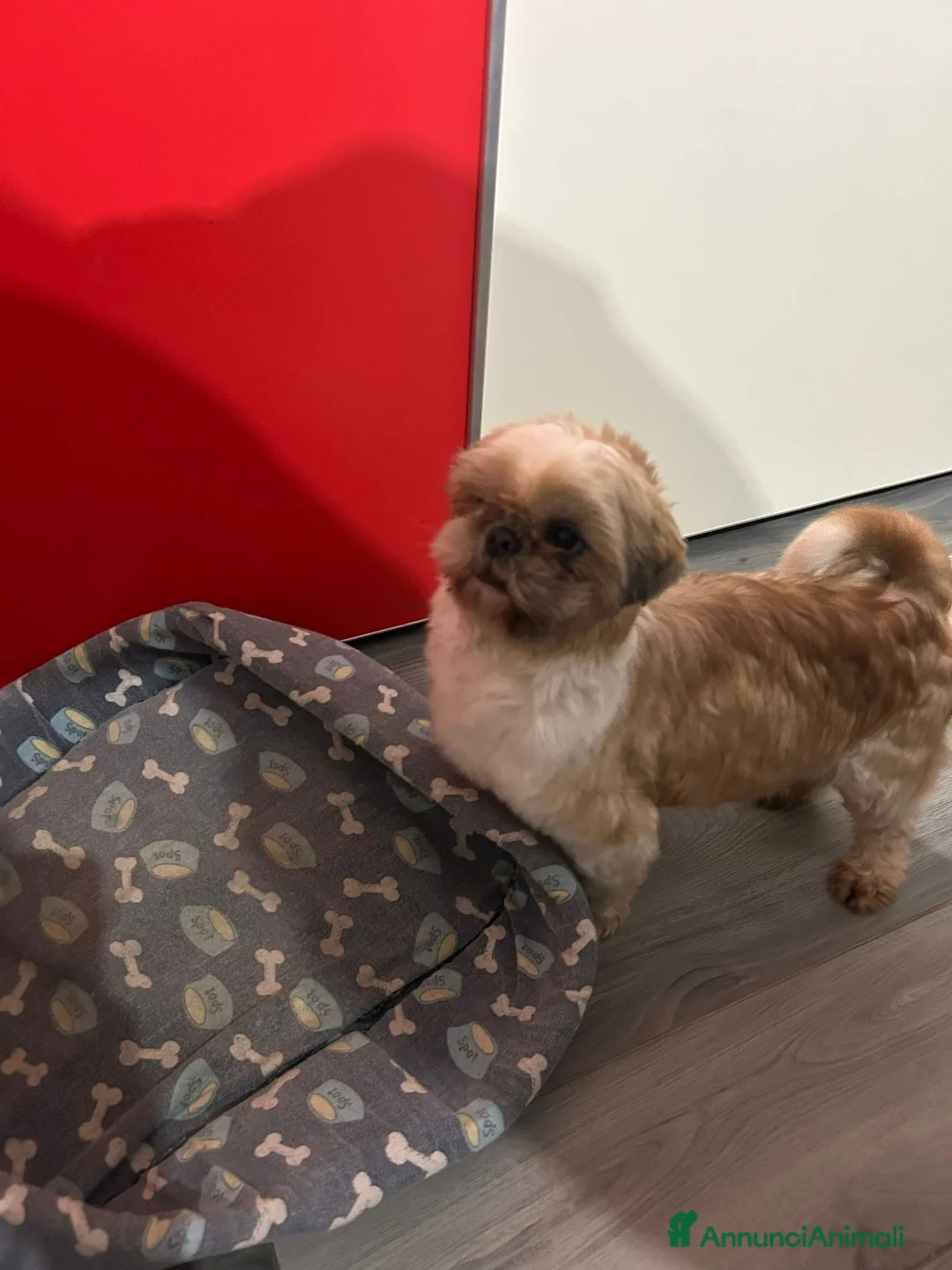 Meticcio cani in vendita: Schitzu femmina con pedigree ENCI  - Annuncio 1