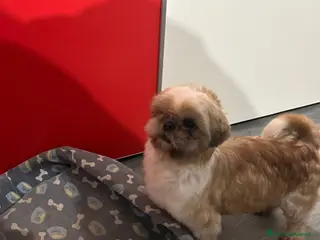 Meticcio cani Schitzu femmina con pedigree ENCI - Annuncio 2