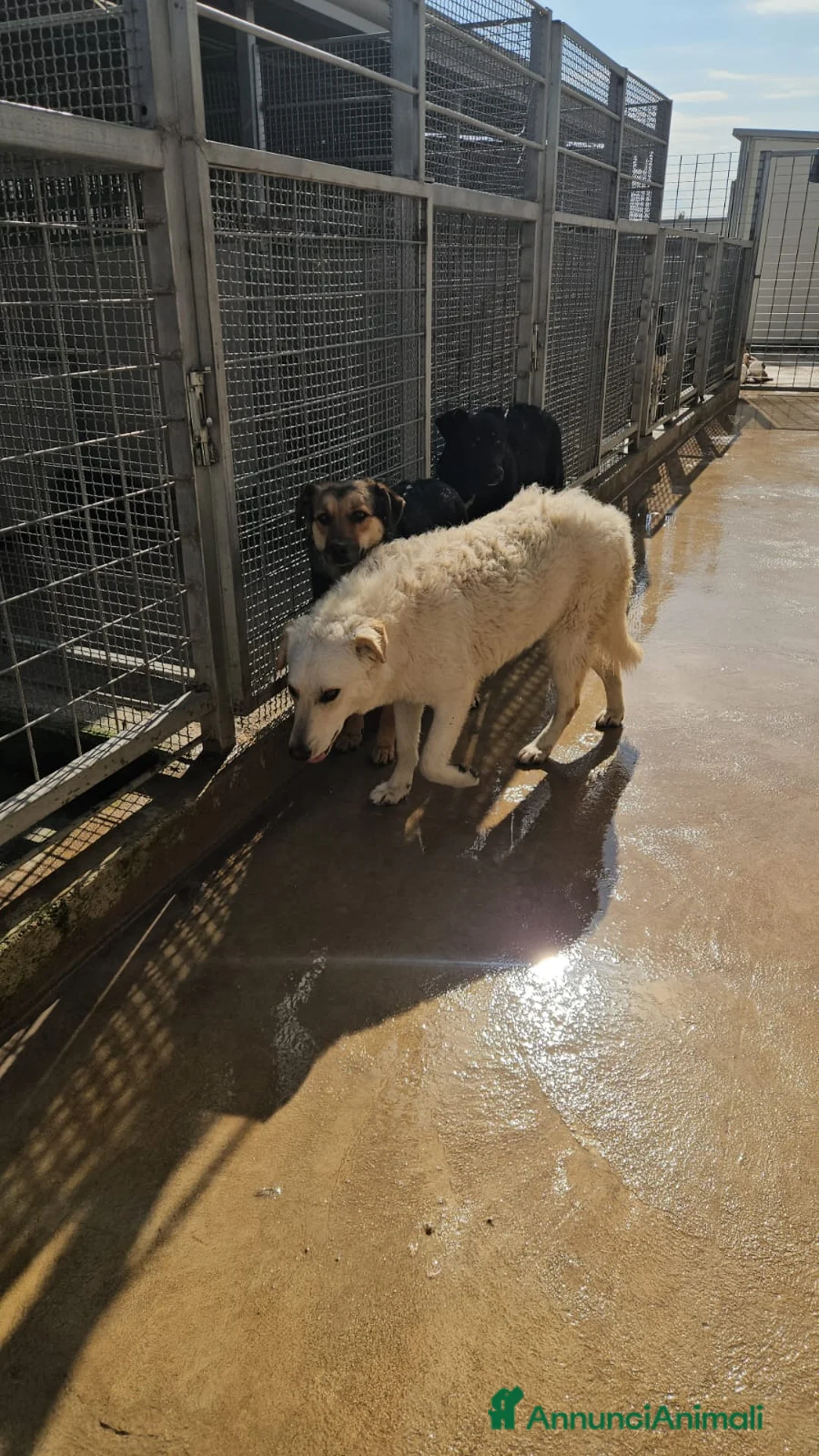 Meticcio cani in regalo: Micky: 1 anno, socievole ed equilibrata  - Annuncio 2
