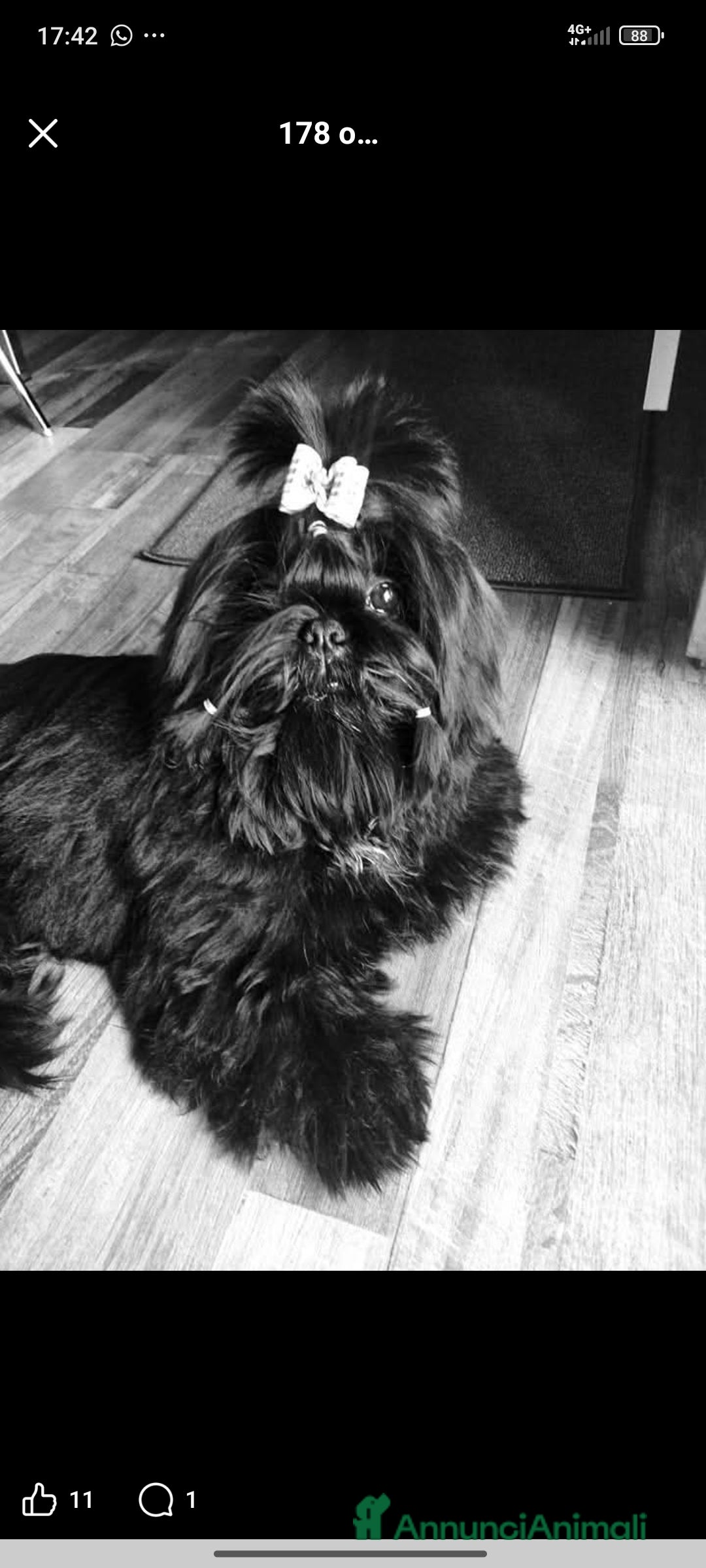 Shih Tzu cani in vendita: Cucciola di Shih Tzu Shitzu pedigree Enci  - Annuncio 7