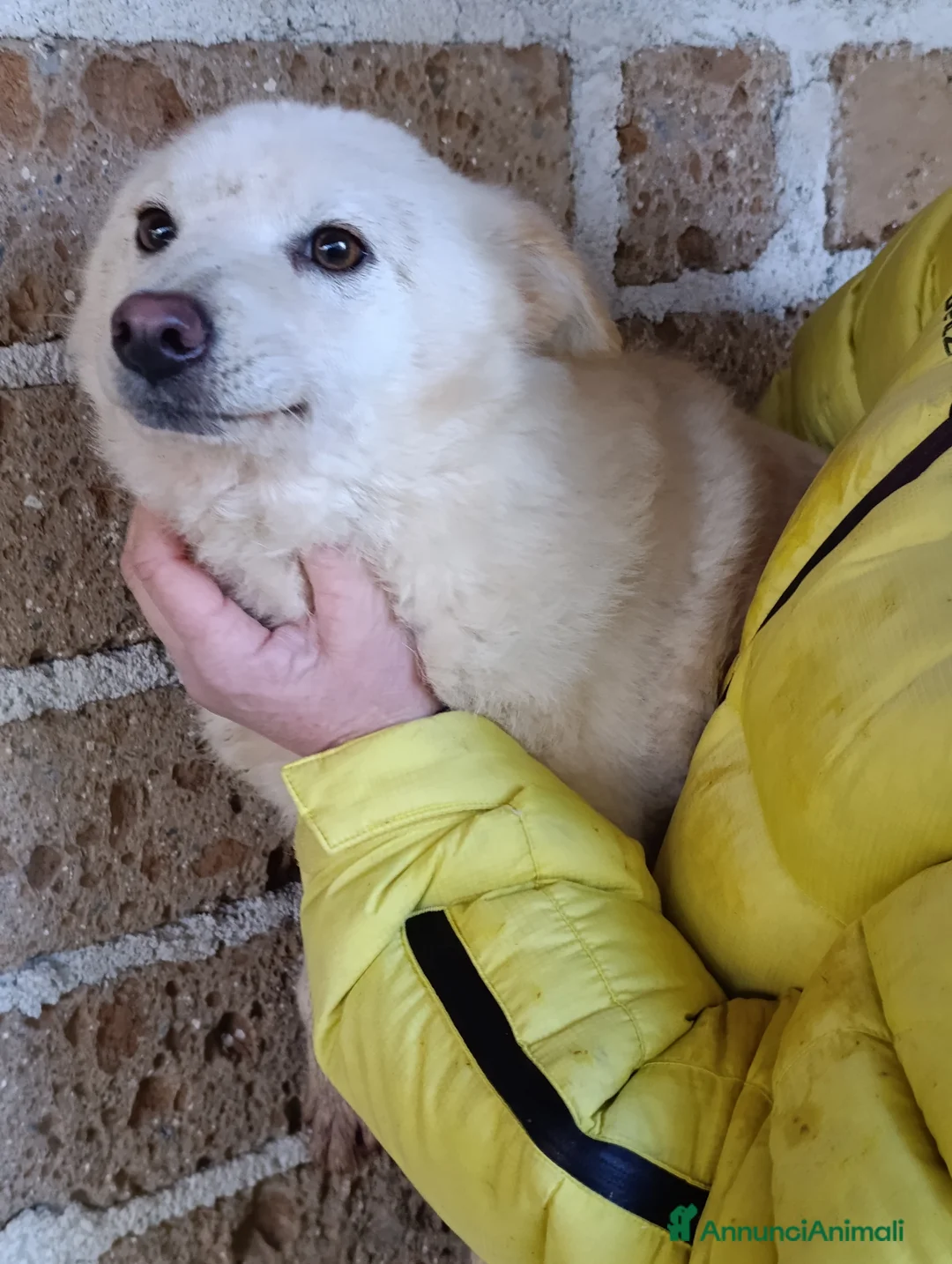 Meticcio cani in regalo: Rosetta e Puffetta, 10 kg di dolcezza, in adozione - Annuncio 3