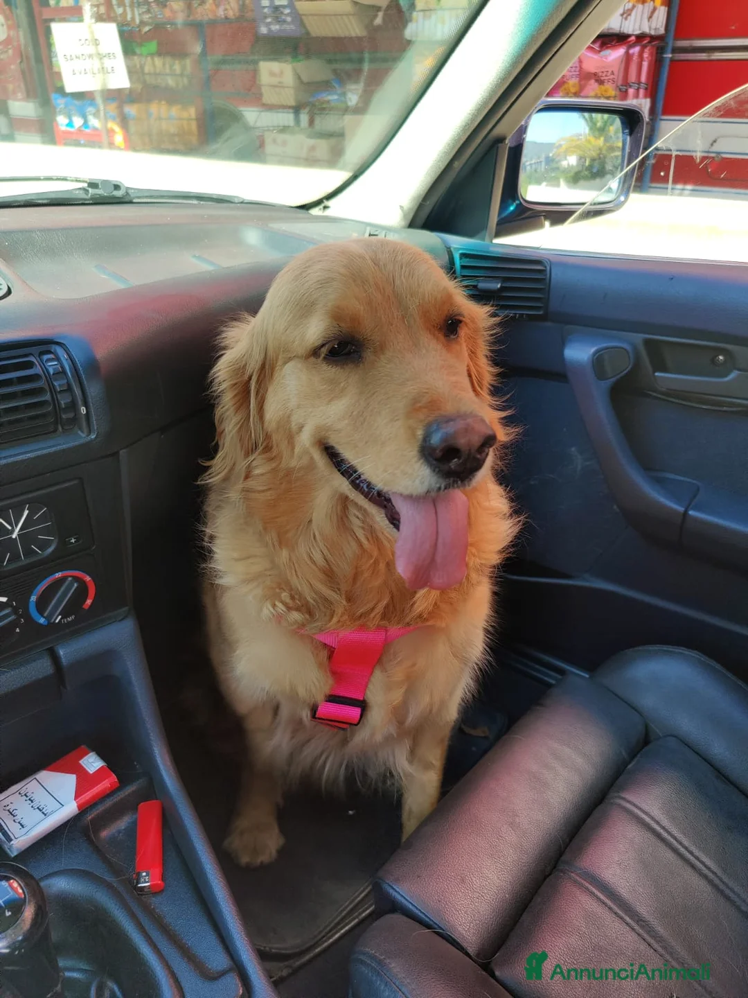 Golden Retriever cani in regalo: Stella, un meravigliosa Golden Retriever - Annuncio 2