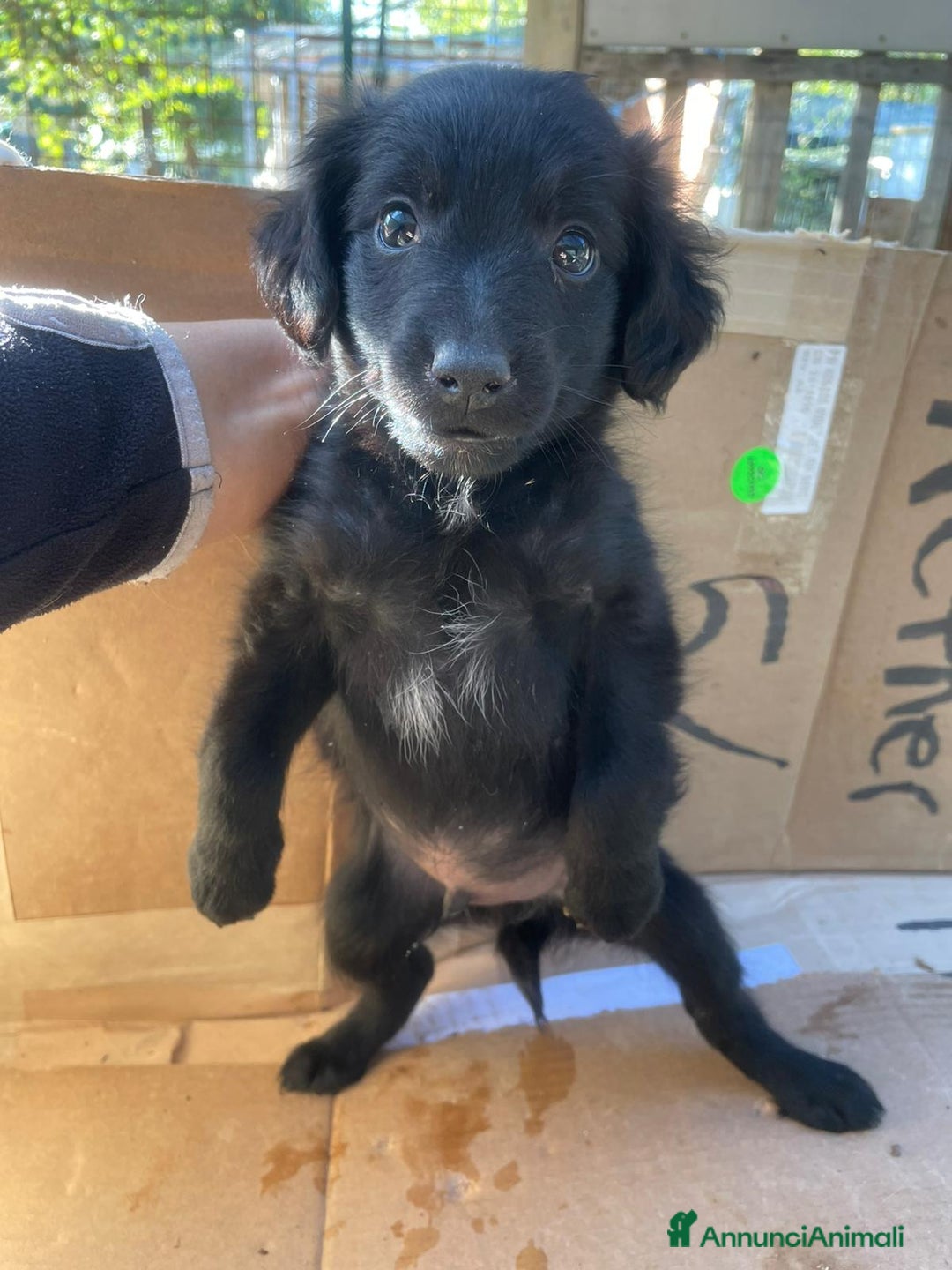 Meticcio cani in regalo: ZAFFIRO - Annuncio 6