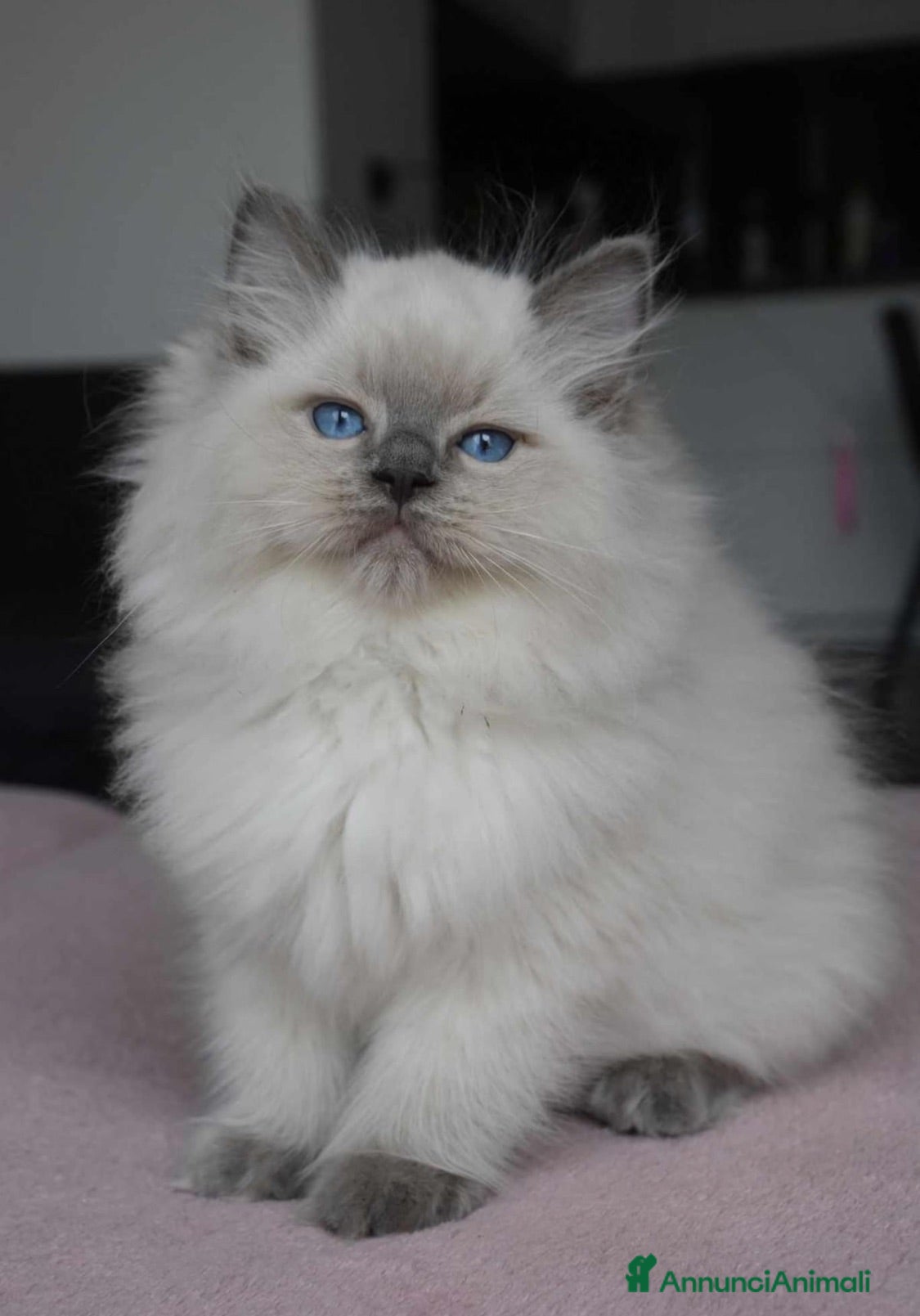 Ragdoll gatti Adorabili Cuccioli Ragdoll - Annuncio 2