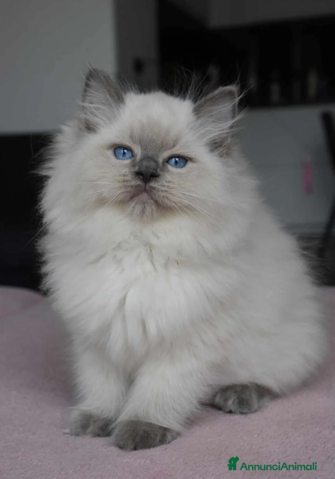 Ragdoll gatti in vendita: Adorabili Cuccioli Ragdoll - Annuncio 2