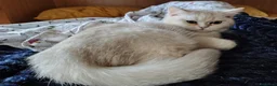 British gatti in vendita: Maschietto British shorthair  - Annuncio 8