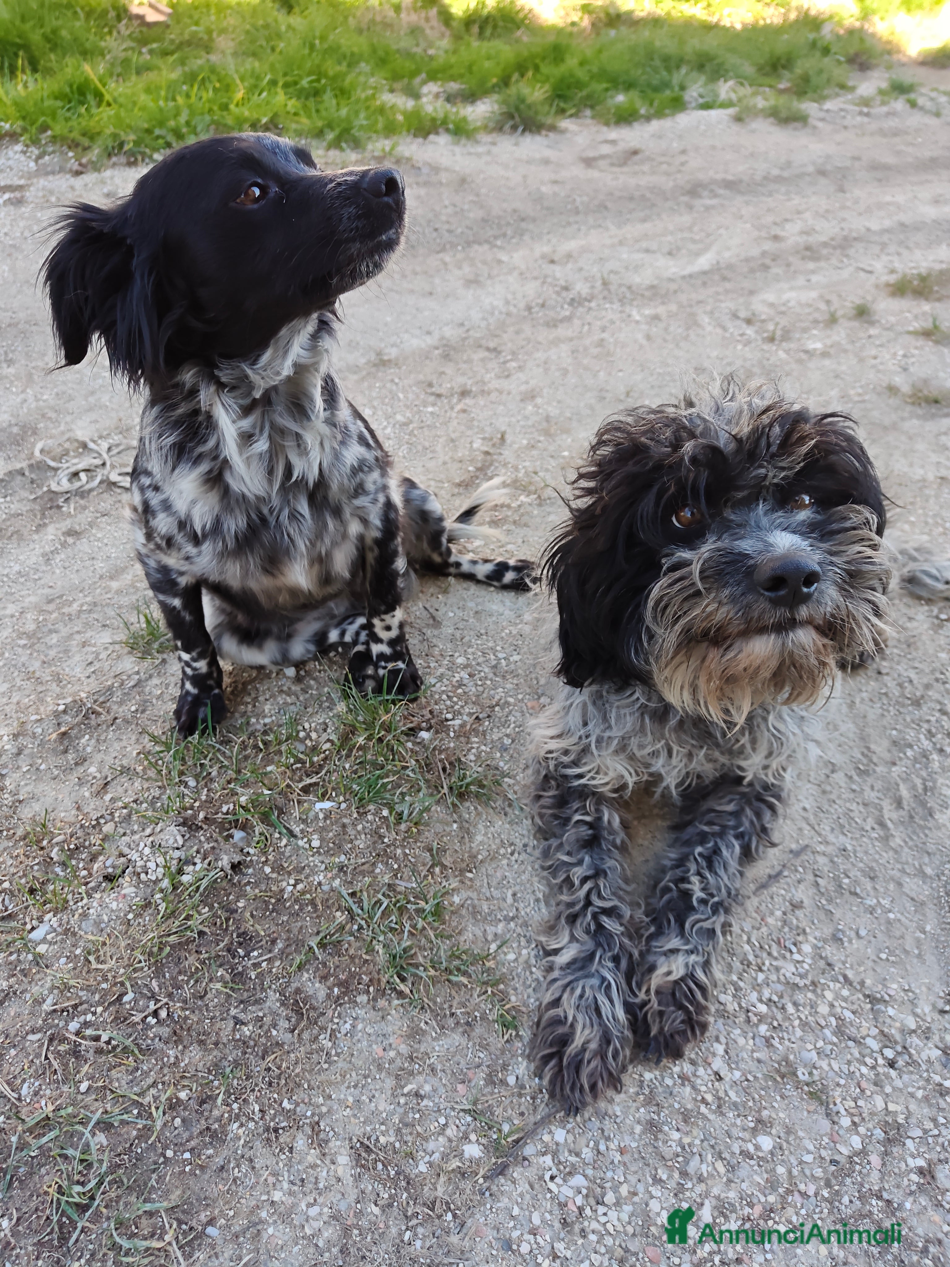 Meticcio cani Regalo cani a Provincia di Ascoli Piceno - Annuncio 5