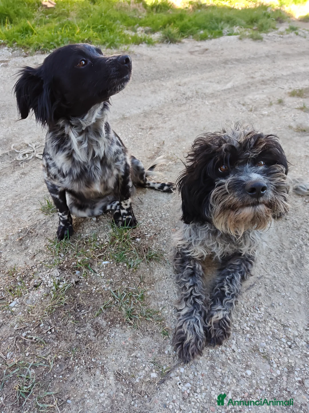 Meticcio cani in regalo: Regalo cani a Provincia di Ascoli Piceno - Annuncio 1