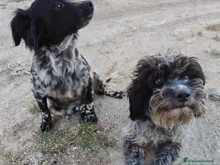 Meticcio cani Regalo cani a Provincia di Ascoli Piceno - Annuncio 7