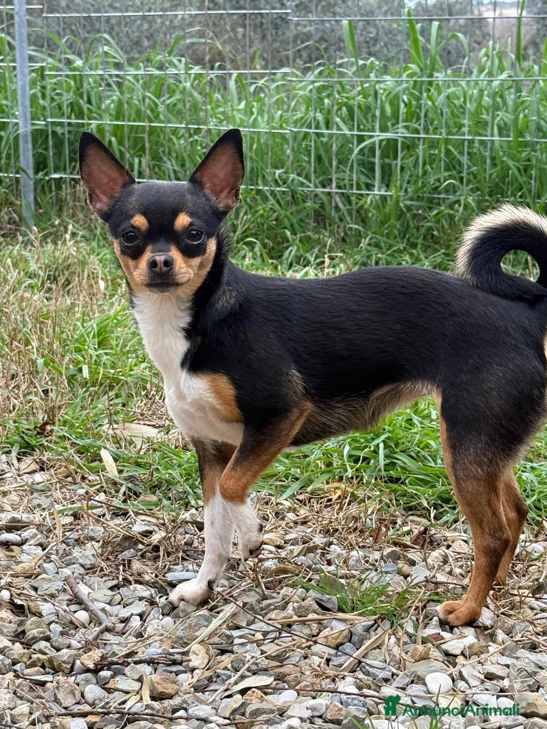 Chihuahua cani in regalo: SUSINA, CHIHUAHUA paurosetta cerca famiglia - Annuncio 5