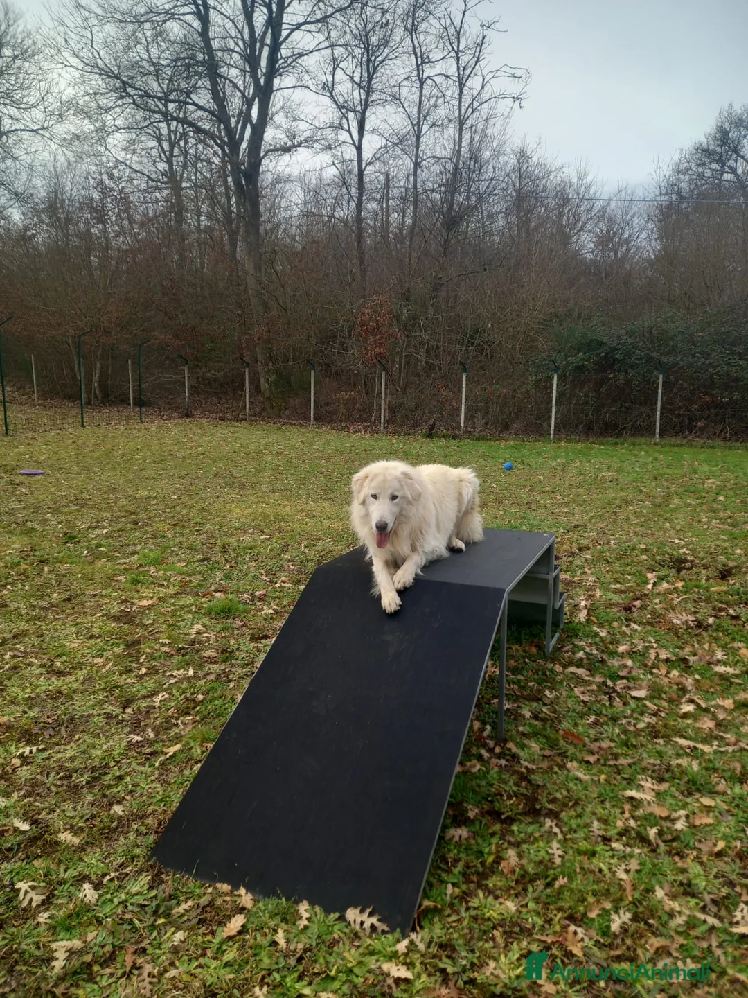 Pastore Maremmano cani in regalo: Cucciolo maremmano maschio - Annuncio 2
