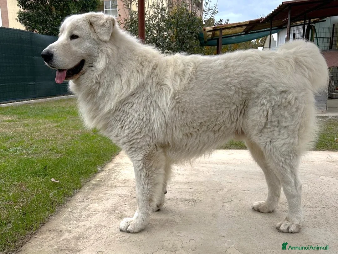 Pastore Abbruzzese Maremmano cani in vendita: Pastore Maremmano Abruzzese - Alta Genealogia - Annuncio 5
