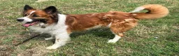 Meticcio cani in regalo: CHARLIE BORDER COLLIE - Annuncio 4
