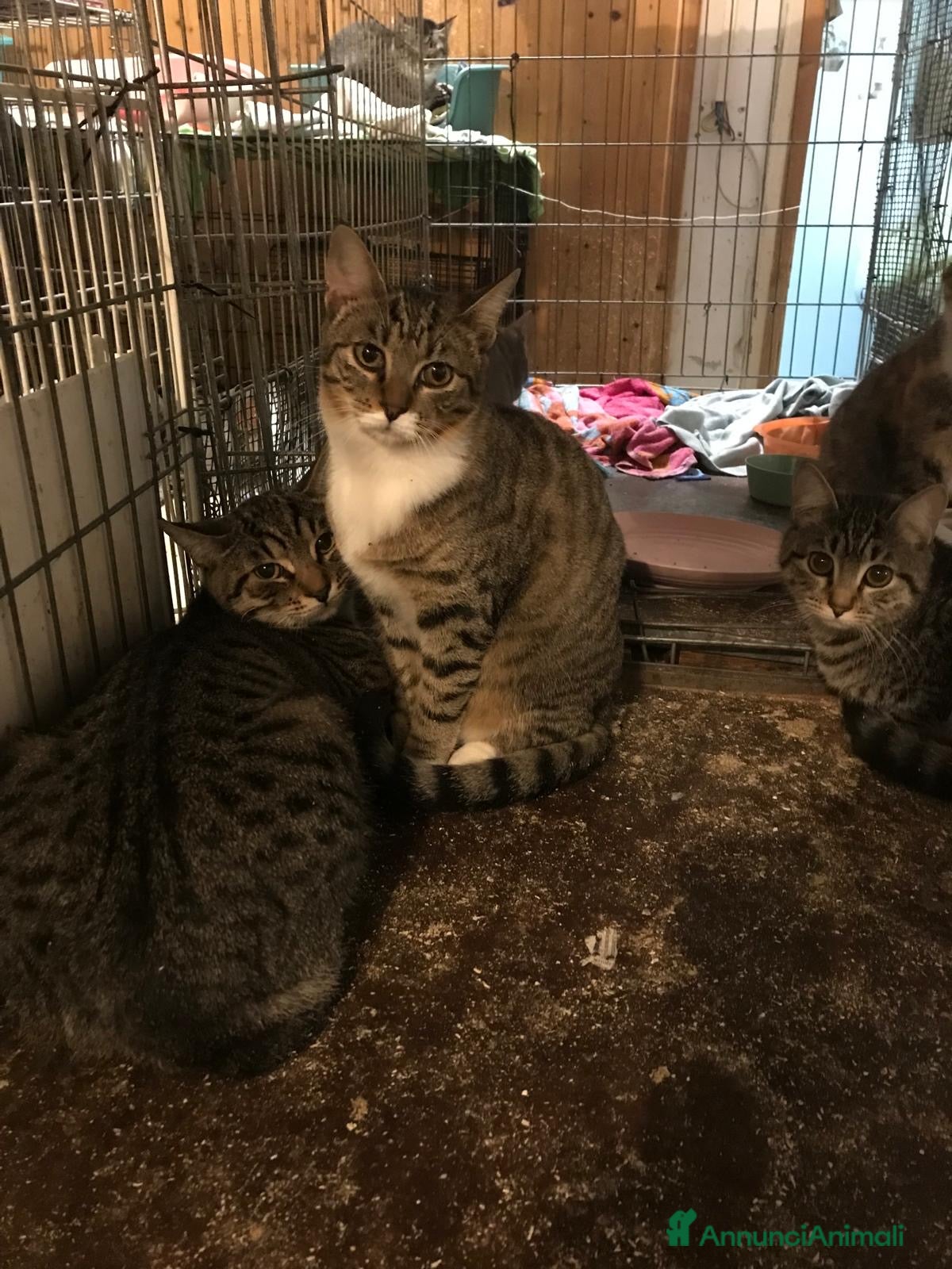 Europeo gatti cuccioli gatto 5 mesi🖤 - Annuncio 33