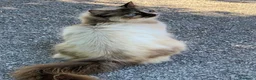 Altre razze gatti in regalo: Bellissima miciona 3 anni  - Annuncio 5