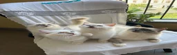 Sacro di Birmania gatti in vendita: Cuccioli di Sacri Di Birmania - Annuncio 1