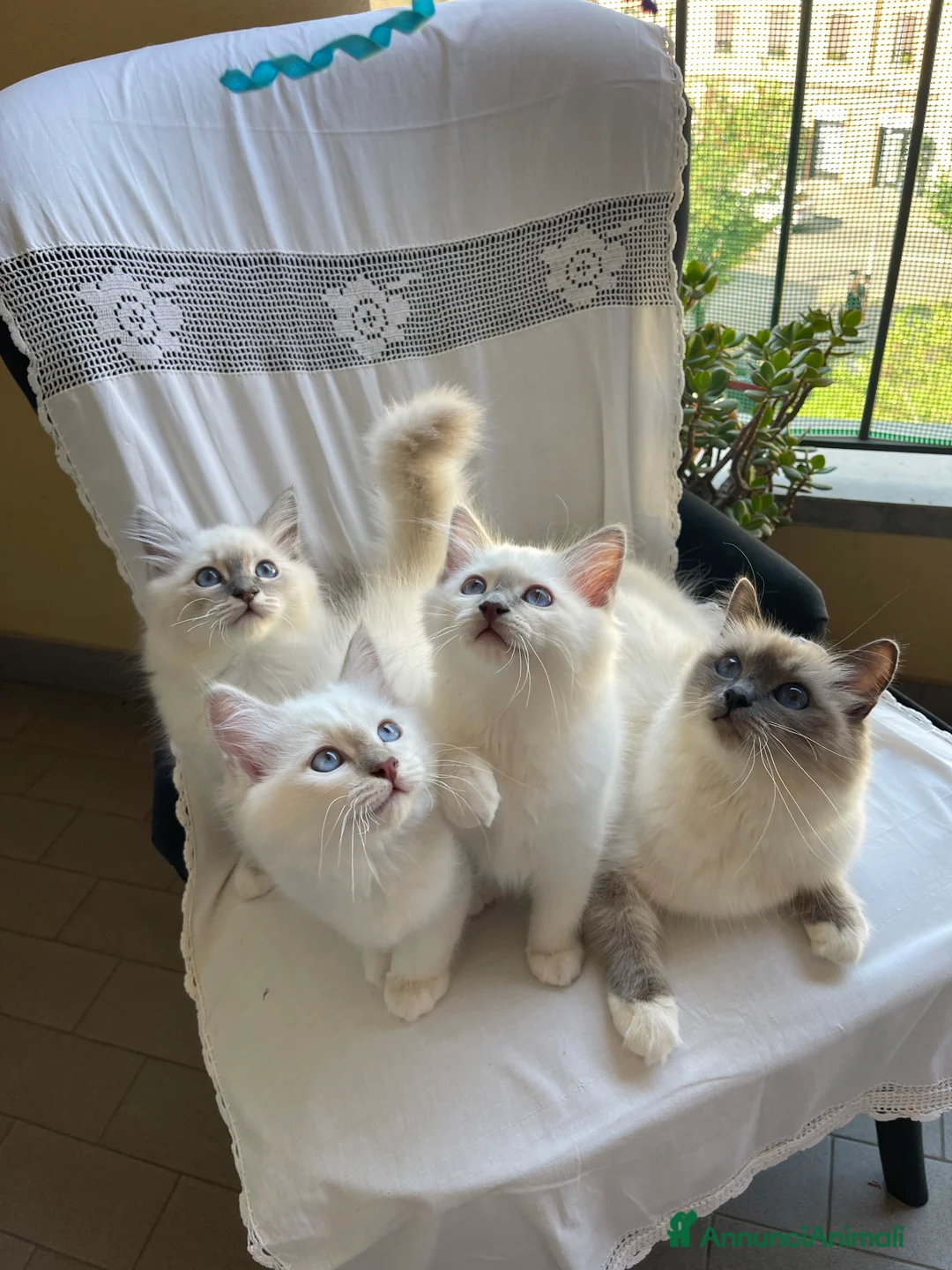 Sacro di Birmania gatti in vendita: Cuccioli di Sacri Di Birmania - Annuncio 1