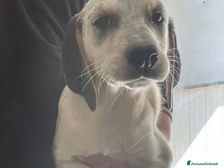 Meticcio cani SELENE e SIRYA - Annuncio 8