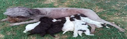 Lagotto cani in vendita: Lagotti  - Annuncio 6