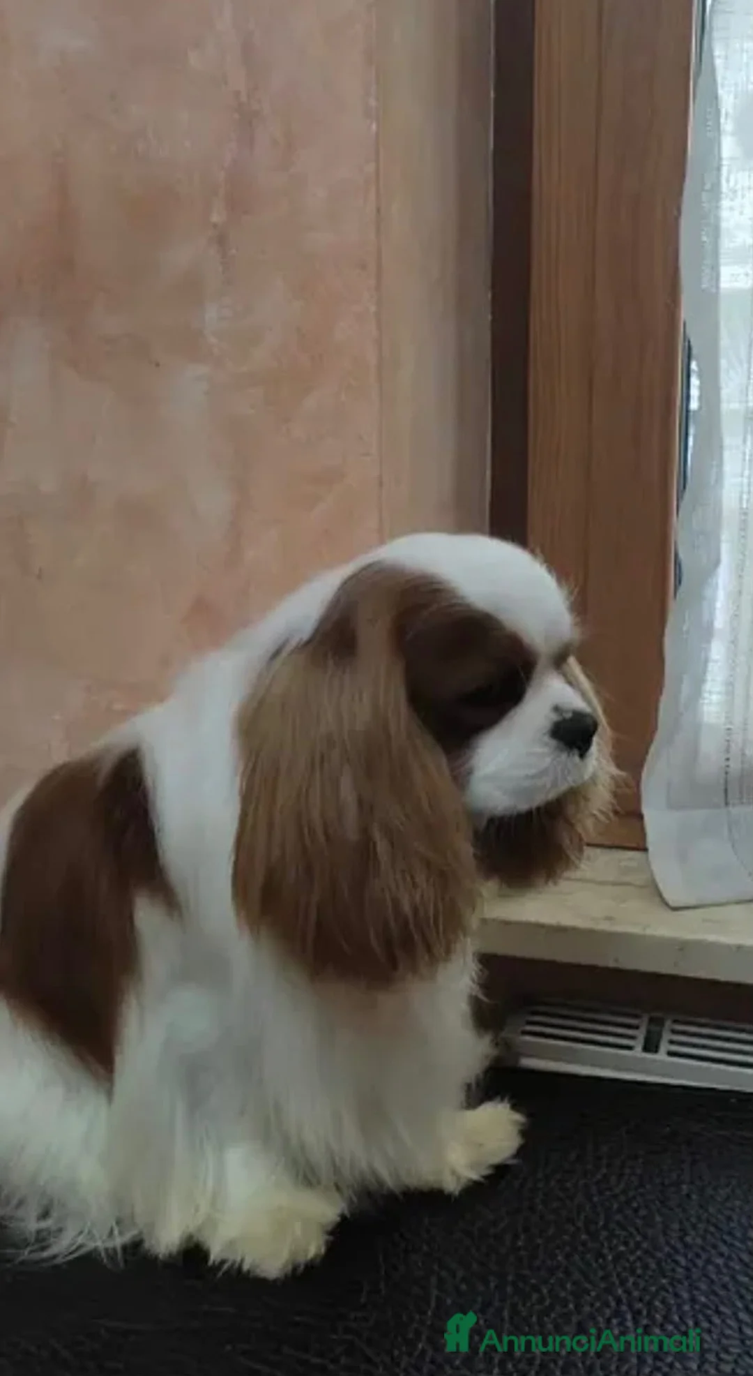 Cavalier King cani in vendita: Cavalier King  - Annuncio 2