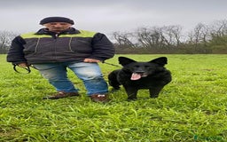 Pastore Tedesco cani in regalo: DIAGO CERCA CASA a Provincia di Lecco - Immagine 5