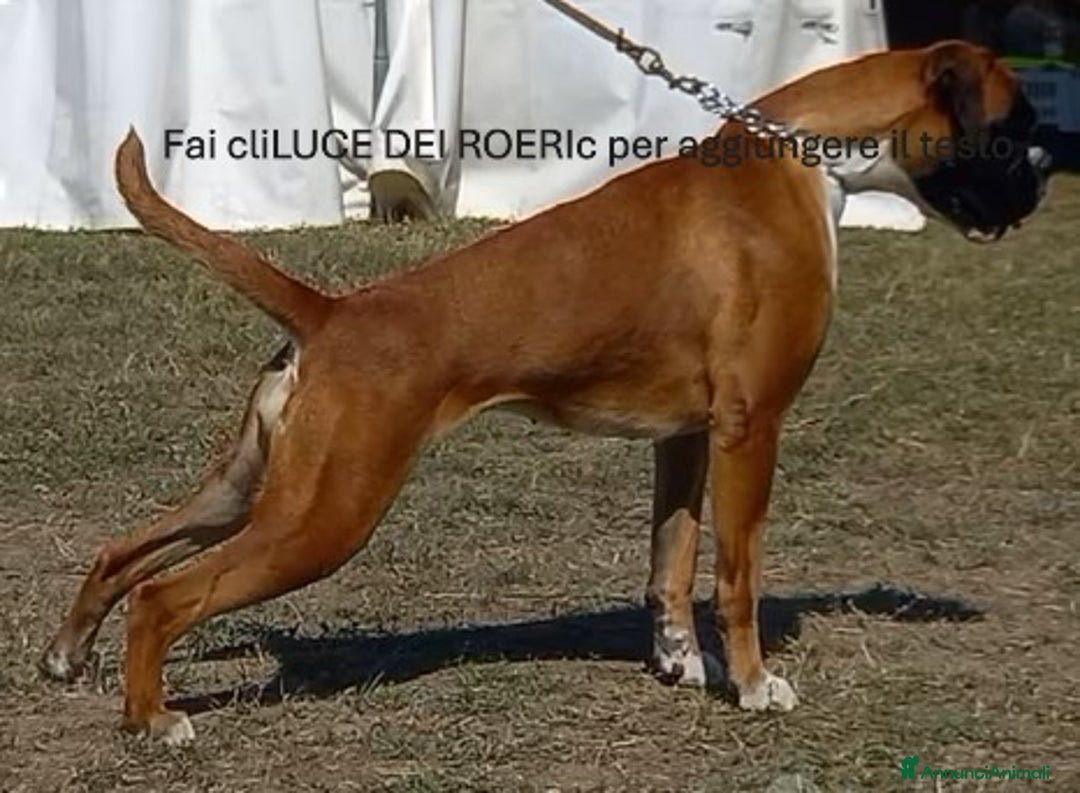 Boxer cani in vendita: boxer cuccioli - Annuncio 1
