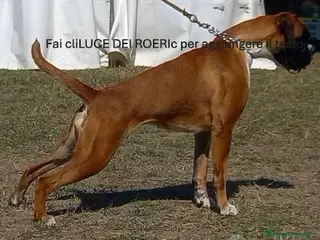 Boxer cani boxer cuccioli - Annuncio 2