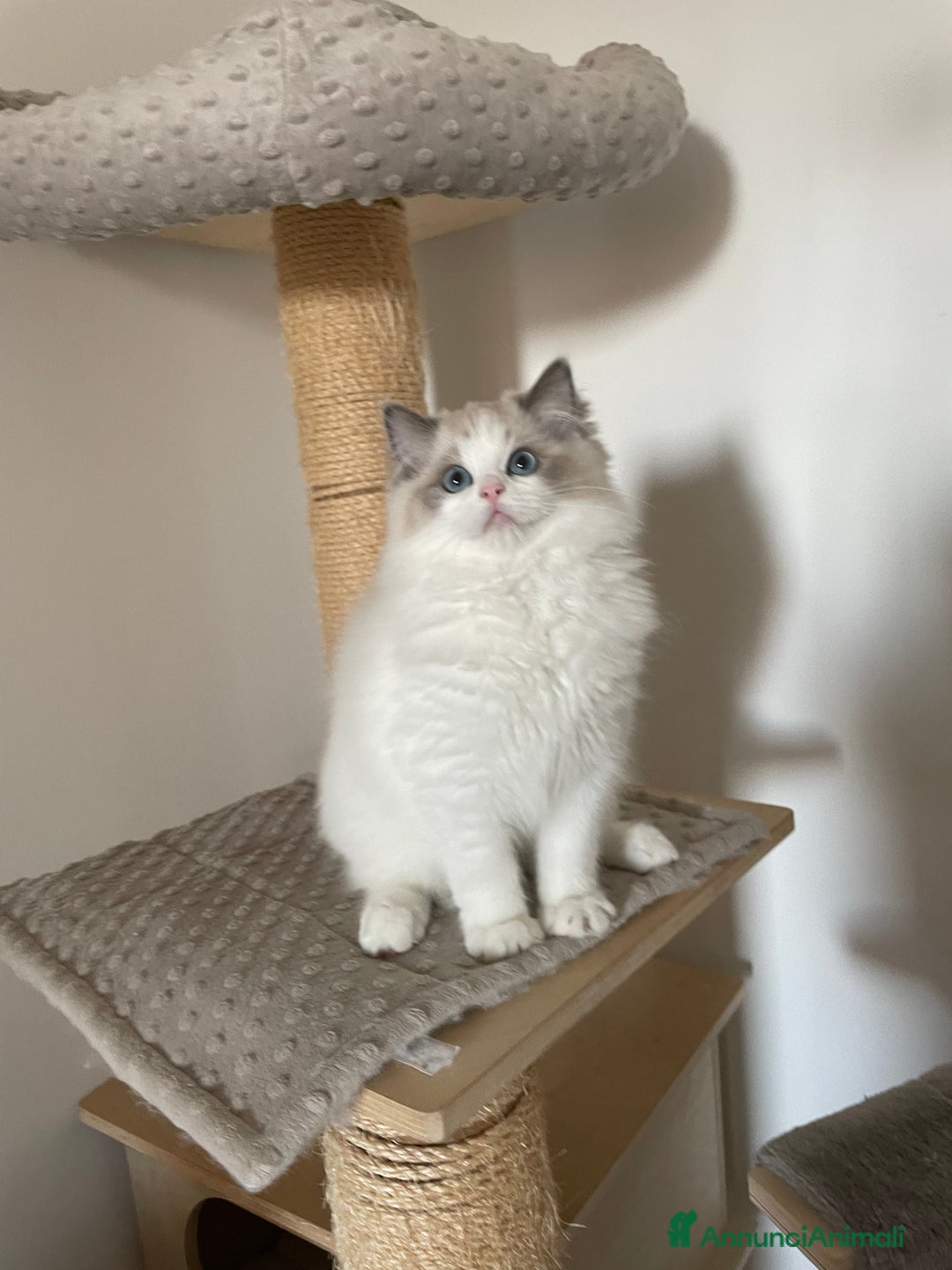 Immagine della galleria {{count}}