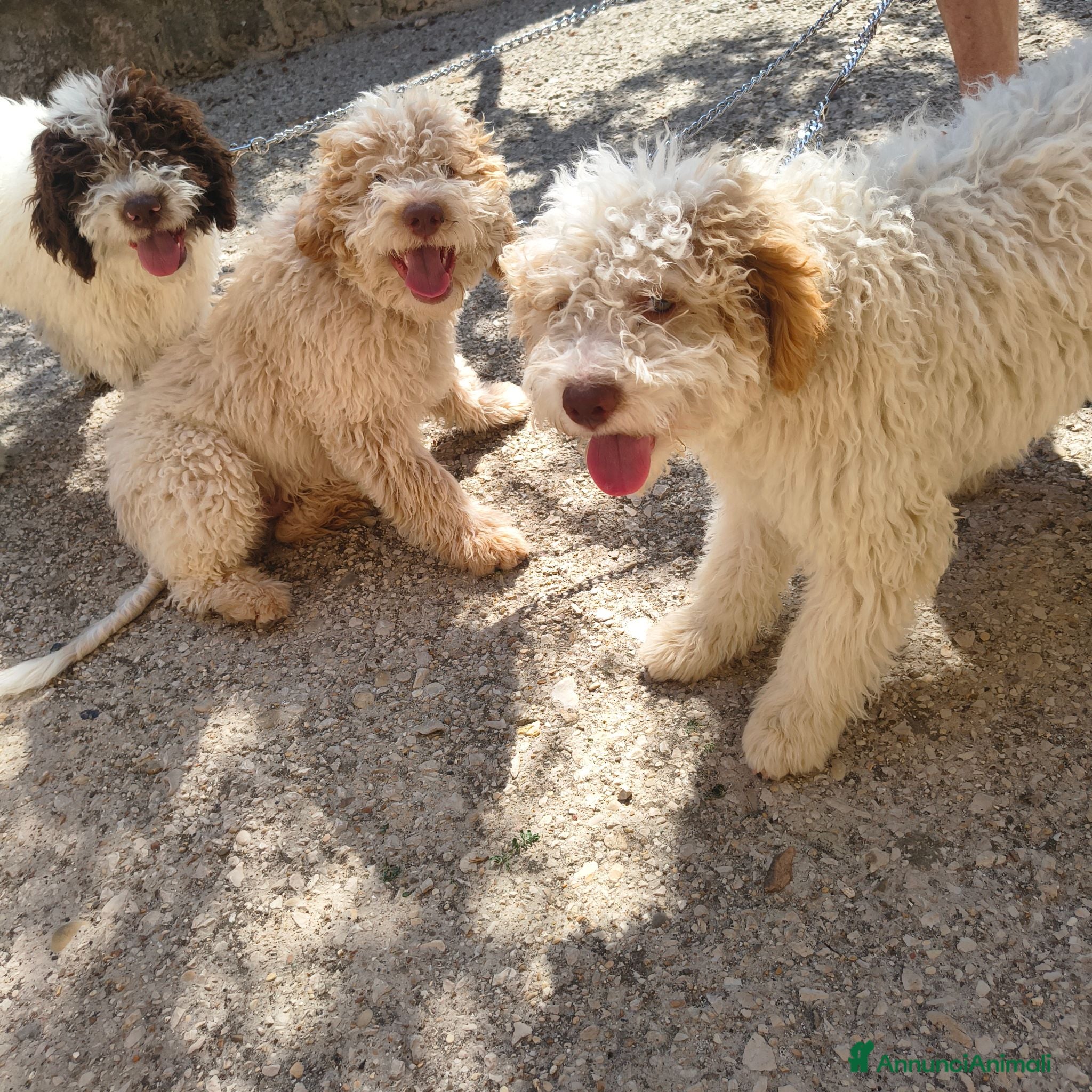 Lagotto cani CUCCIOLI DI LAGOTTO ROMAGNOLO CON PEDIGREE - Annuncio 2
