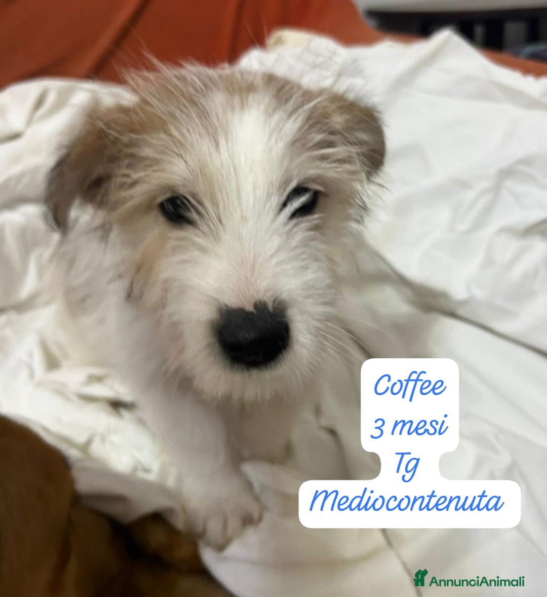 Meticcio cani in regalo: Adotta un cucciolo senza casa  - Annuncio 11