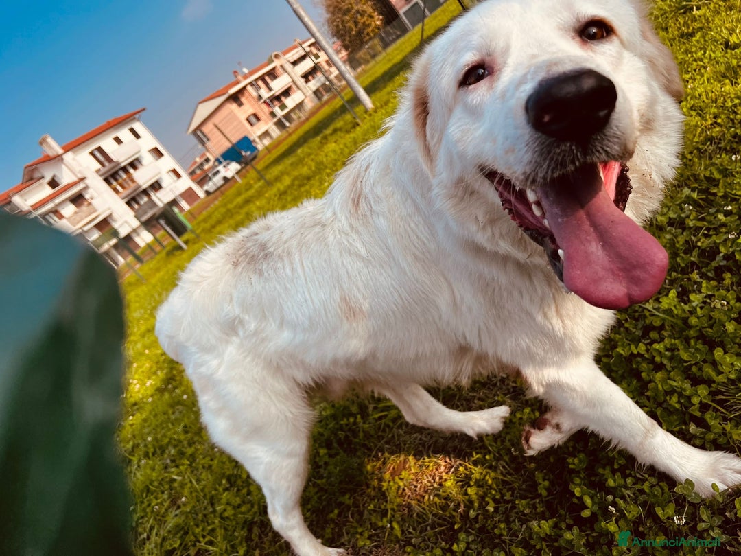 Meticcio cani in regalo: Igor cerca casa - Annuncio 1