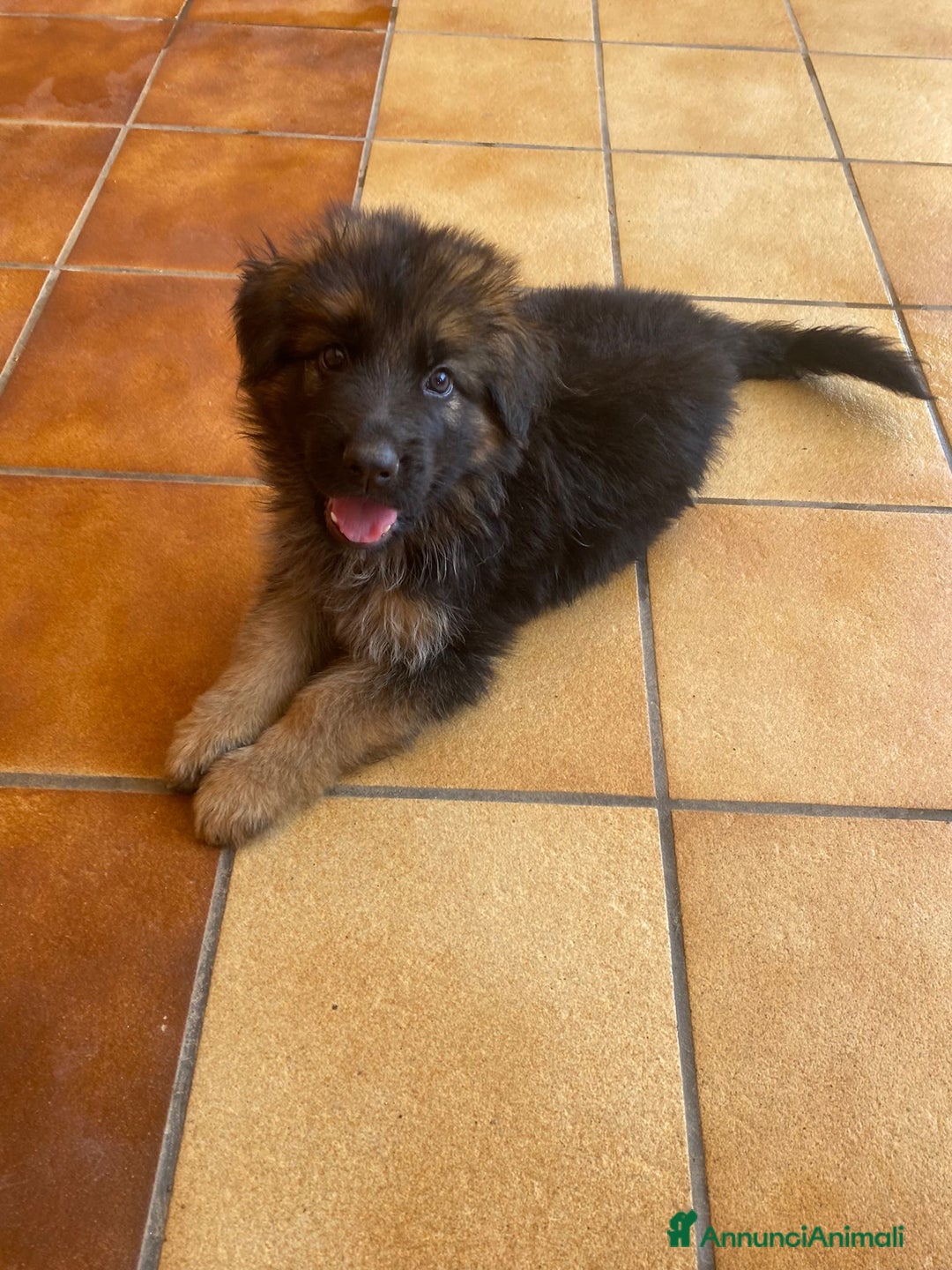 Pastore Tedesco cani in vendita: Cuccioli di pastore tedesco a Provincia di Brindisi - Immagine 4