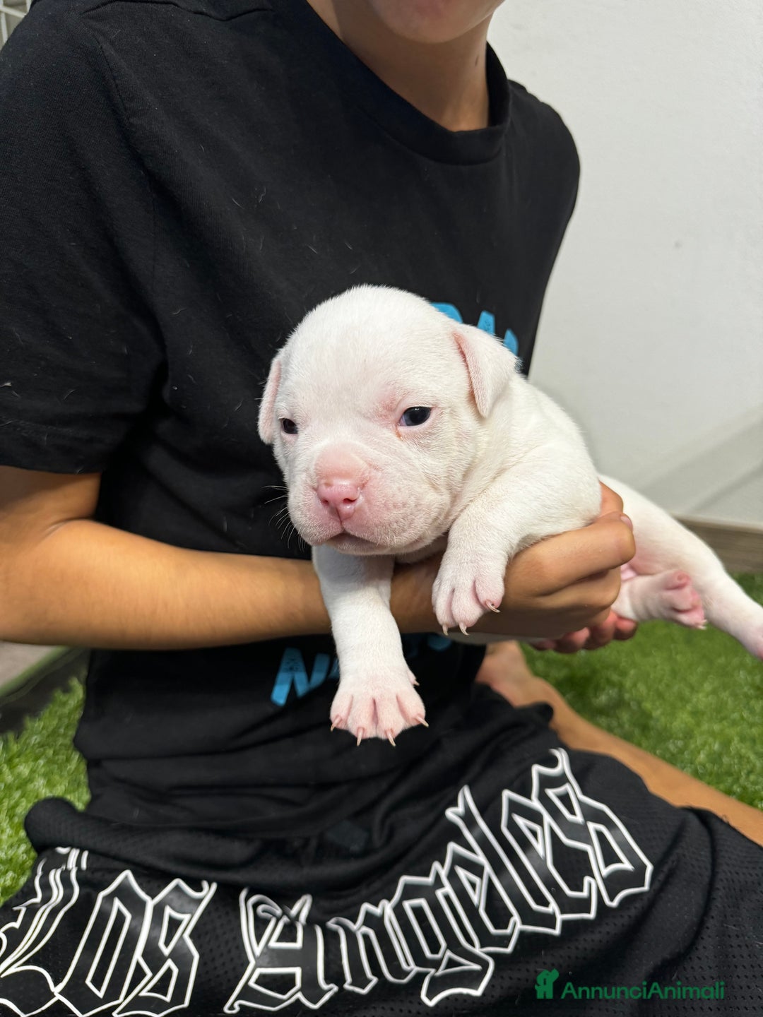 American Bully cani in vendita: Cuccioli di american Bully pocket  - Annuncio 4