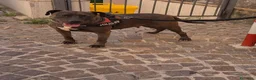 Meticcio cani in regalo: Oxana - Annuncio 2