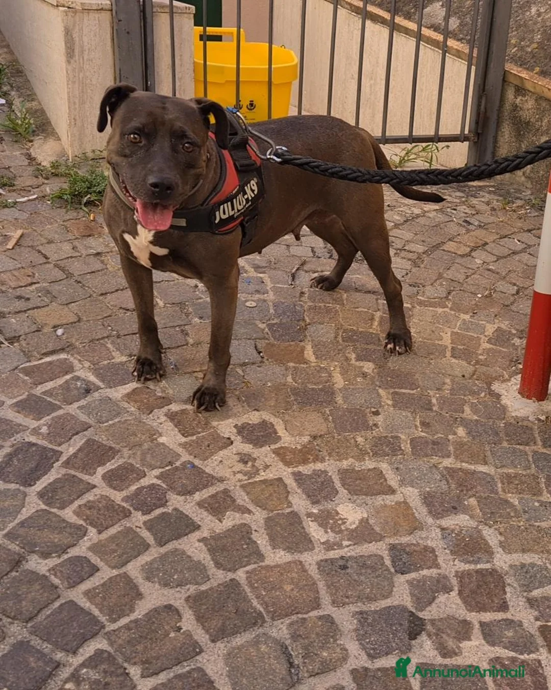 Meticcio cani in regalo: Oxana - Annuncio 2