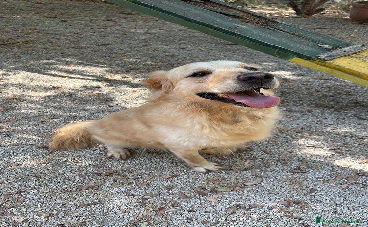 Golden Retriever cani - Annuncio 3