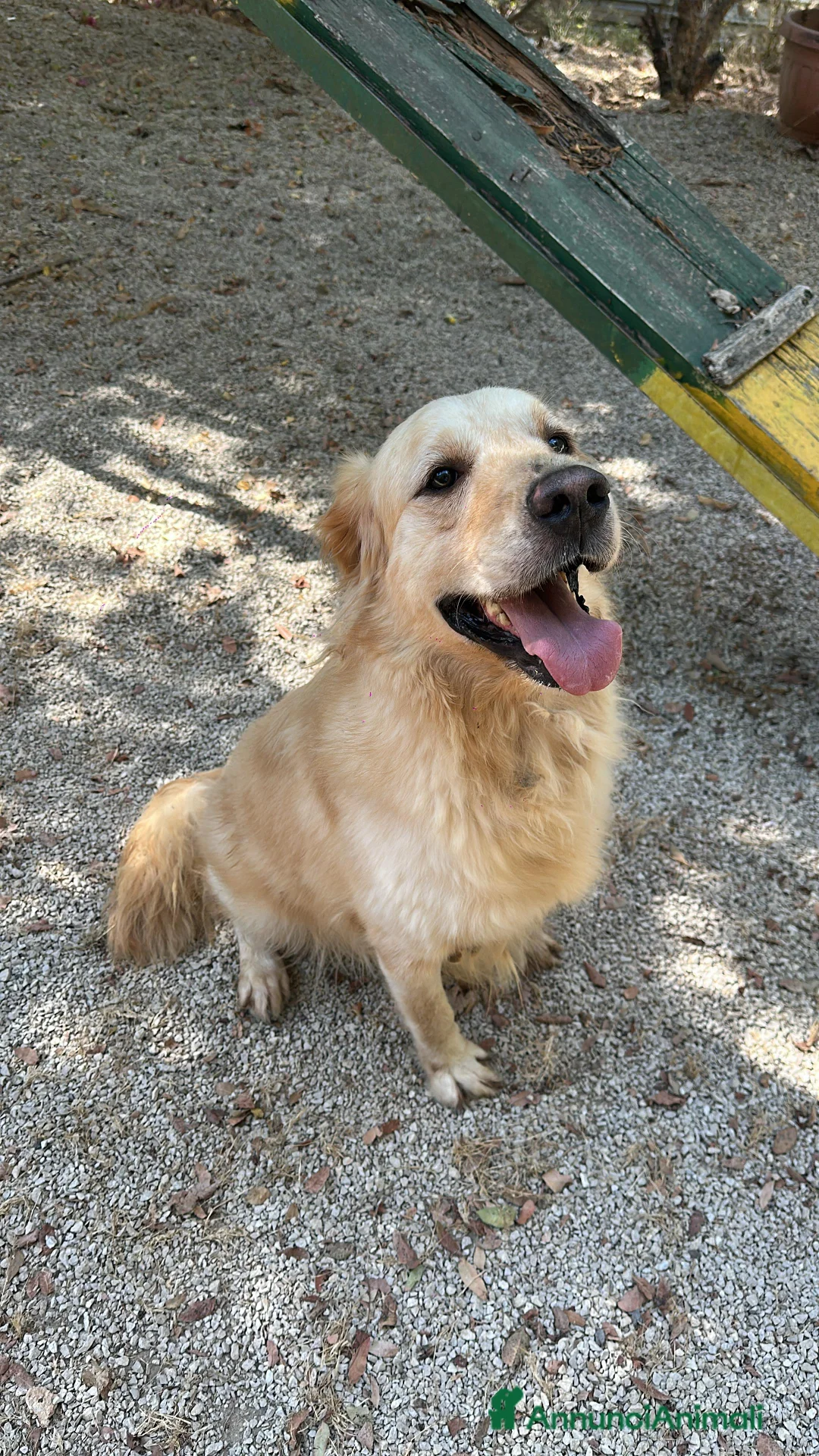 Golden Retriever cani in regalo: Splendido Golden Retreiver - CASPER - Annuncio 1