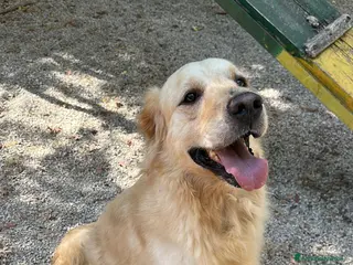 Golden Retriever cani Splendido Golden Retreiver - CASPER - Annuncio 3