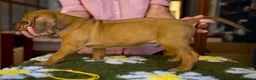 Rhodesian Ridgeback cani in vendita: Wid Gees Litter - Annuncio 19
